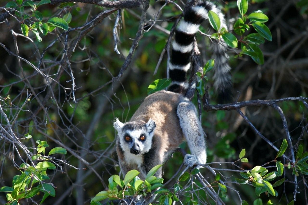 See the Indri Lemurs in Madagascar
