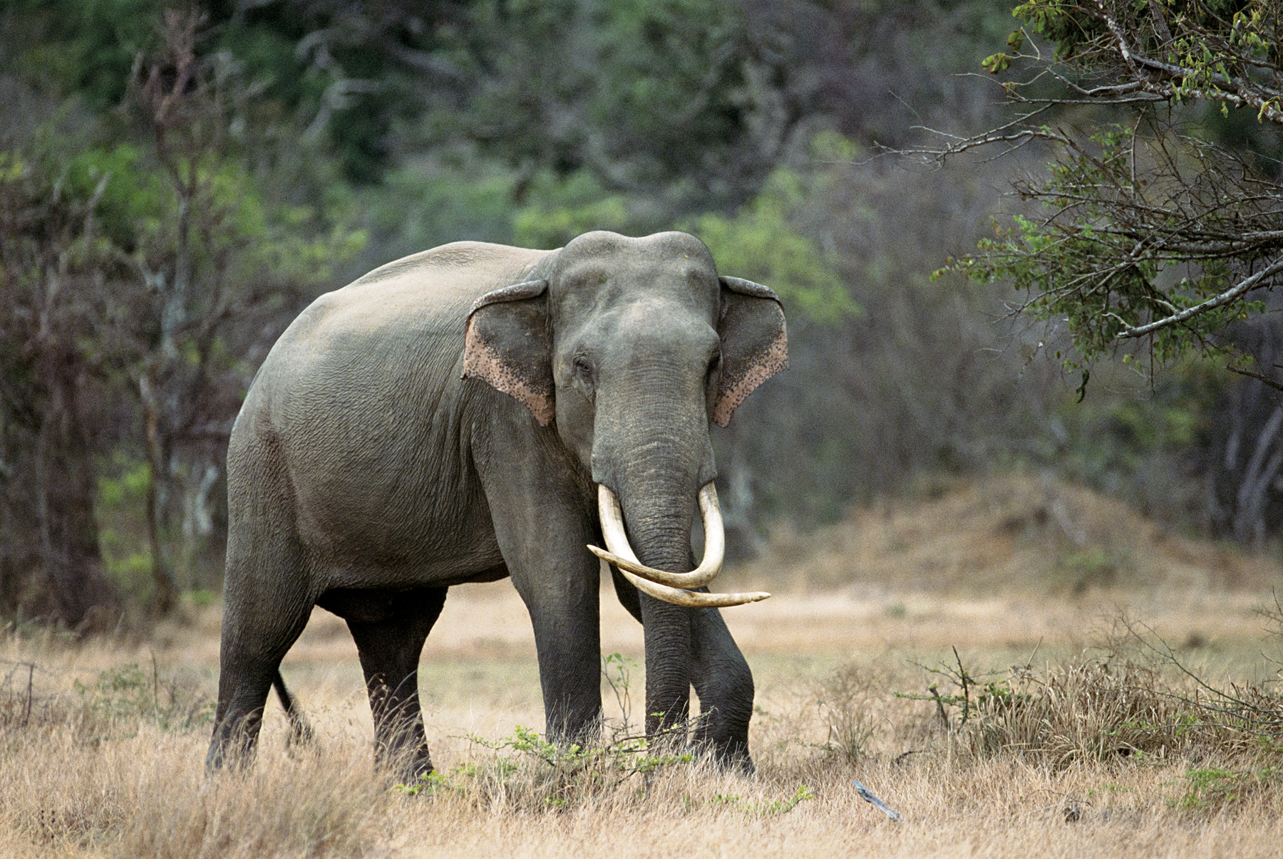 Sri Lanka war-zone becomes wildlife sanctuary