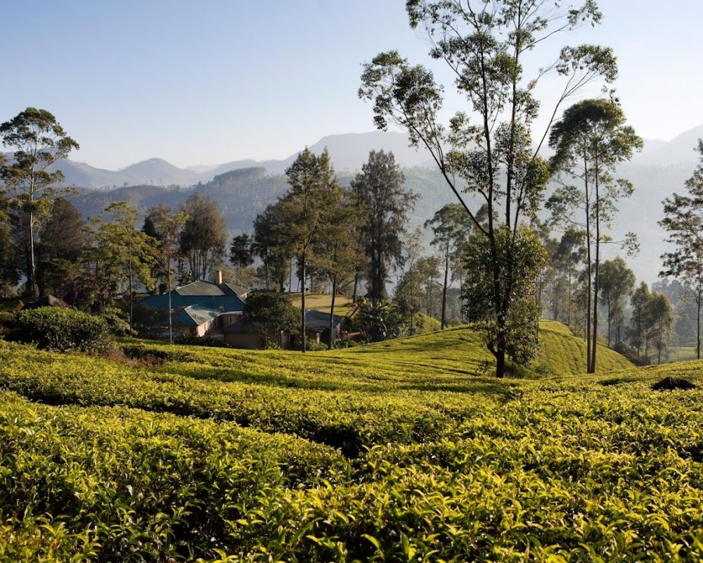 Ceylon Tea Trails - Large (13)