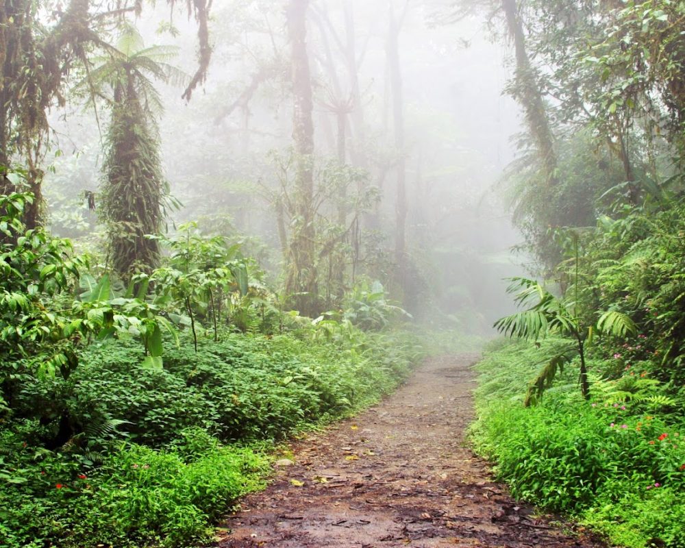 Cloud Forest Reserve