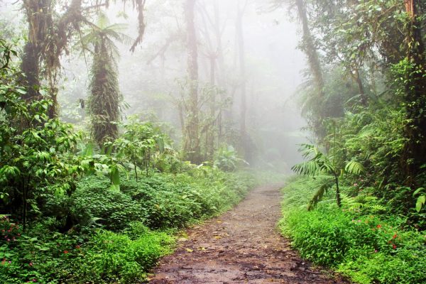 Cloud Forest Reserve