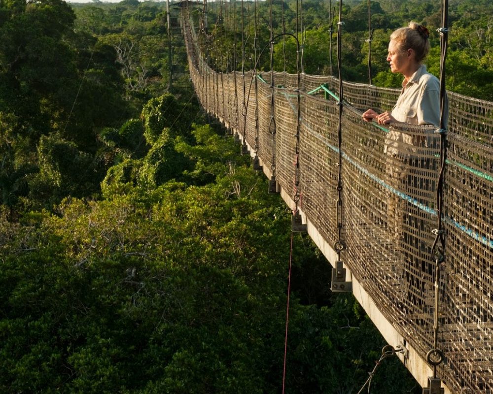Canopy Walkway at Sacha Lodge.275m long, 36m high rigid walkway.Napo River bordering Yasuni National Park, Amazon RainforestECUADOR. South America