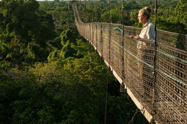 Canopy Walkway at Sacha Lodge.275m long, 36m high rigid walkway.Napo River bordering Yasuni National Park, Amazon RainforestECUADOR. South America